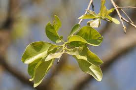 Image result for Combretum collinum