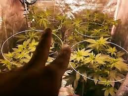 Check spelling or type a new query. 250 Watt Hps Medical Grow Video Dailymotion