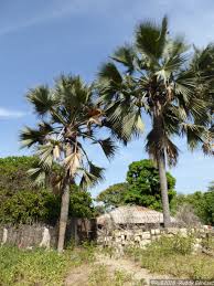 Image result for Borassus