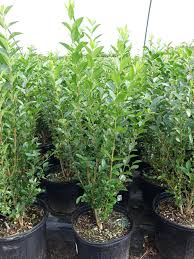 Image result for ligustrum ovalifolium