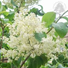 We did not find results for: Syringa Pekinensis China Snow Buy White Peking Lilac Trees