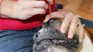 Maybe you would like to learn more about one of these? My 3 Favorite Dog Eye Infection Home Remedies Safe And Natural Youtube