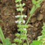 Image result for Basilicum polystachyon