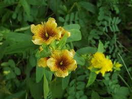 Image result for Hypericum scioanum