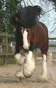 shire horse grosse pferde