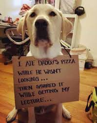 The Funniest Dog Shaming Pics 20 Dog Pictures With The Sign And The Bad Dog Dog Shaming Funny Dog Shaming Cute Funny Dogs