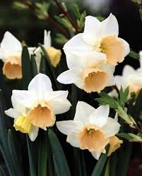 Narcissus Triandrus Katie Heath Daffodils Rockgarden Narcissus From Van Bloem Gardens Daffodils Spring Perennials Beautiful Blooms