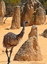 Namburg National Park The Pinnacles Emu Australian Wildlife Australian Fauna Australian Animals