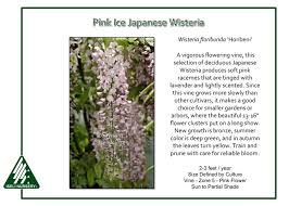 Nature hills is america's largest online plant nursery. Wisteria Floribunda Honbeni Iseli Nursery
