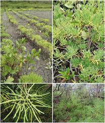 Image result for Salicornia pachystachya