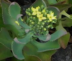 Image result for Kalanchoe crenata