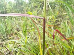 Image result for Hyparrhenia rufa