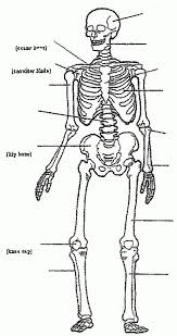 Skeletal System Diagram Printable Free Coloring Pages Of