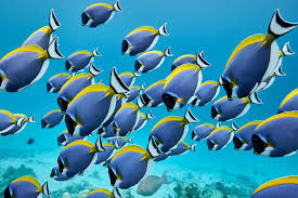 Goldengeorgiii leaked video