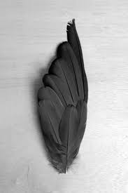 A Sort Of Reconstruction Feather Wings Black Feathers