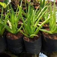Alhamdulillah percobaan berhasil saya bisa mengembang biakan lidah buaya / aloe vera dari satu indukan bisa menghasilkan 40 sampai dengan 50 anakan silahkan. Jual Lidah Buaya Di Sumatera Utara Harga Terbaru 2021