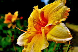 Maybe you would like to learn more about one of these? Full List Of Flowers Www Darbyflowerfields Com