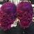 Joico Color Intensity Amethyst