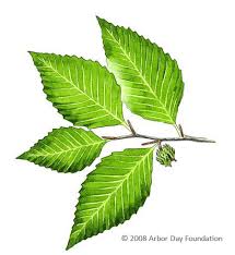 What Tree Is That Online Edition At Arborday Org Tree Identification Beech Tree Leaves Trees To Plant