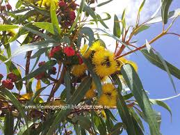 Standard seed packet, 10 seeds (not to wa, sa & tas) $1.25. Life Images By Jill Red Capped Gum Eucalyptus Erythrocorys