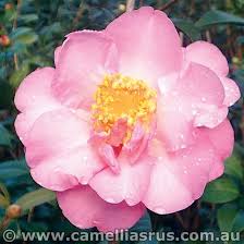 Camellia Nicky Crisp Which Is Blooming In My Garden Now Flowers Camellia Bloom
