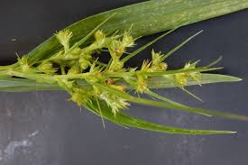 Image result for Scleria achtenii