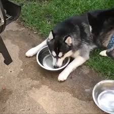 Dogs Blow Bubbles In Water Kids Do It In Milk Bestpuppyvideos Funny Animal Videos Funny Animals Cute Funny Animals