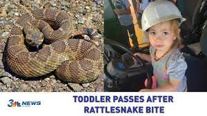 This man was bitten by a giant rattlesnake. Toddler Passes After Rattlesnake Bite Did Hospital Do Enough Youtube