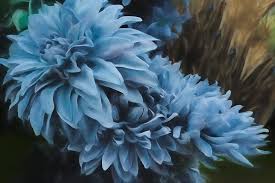 Ballad of the Blue Dahlia by Chrystyne Novack