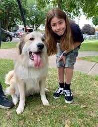 Teddy lived to be 15 he was small, he was often referred to as a runt pyrenees, he only weighed 75 lbs. Great Pyrenees Australian Shepherd Off 76 Www Usushimd Com
