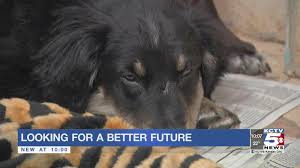 Culver city pet adoption services can all be found through the michelson found animals foundation today. Unleashed Pet Rescue And Adoption Has 43 Dogs Looking For Better Future News Kctv5 Com