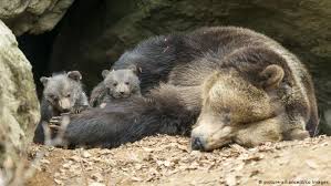 Investor who anticipates falling prices. French Animal Activists Want More Bears For The Pyrenees News Dw 26 12 2018