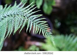 Image result for Parkeriaceae