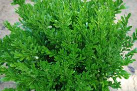 Image result for Buxus
