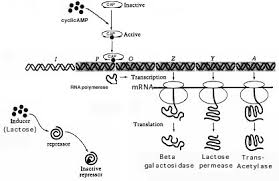 Regulation Of Gene Expression