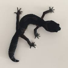 Leopardgecko Mere 01 Full Black Night Leopardgecko Gecko Haustier