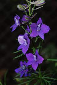 Larkspur Flower Pictures Meanings Blue Larkspur Flowers Larkspur Flower Larkspur Flower Pictures Flower Pictures