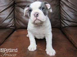 Looking for an english bulldog breeder in texas? Old English Bulldog Dog Female Blue White 2661156 Petland Frisco Tx