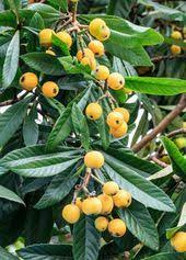 Loquat Seedling Eriobotrya Japonica In 2021 Japanese Plum Tree Fruit Garden Loquat Tree