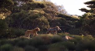 The Lion King 2019 Film Gallery Disney Wiki Fandom Powered By Wikia Lion King Art Disney Lion King Lion King