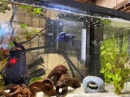 Betta Fish Every Time I Add A Fish Shrimp To My Tank My Betta Tries To Die On Me Last Time The New Fish Rip Developed Ich Gave It In 2020