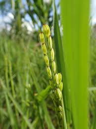 Image result for Oryza sativa