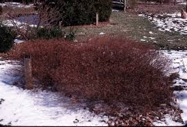 Image result for Spiraea japonica ´Little Princess
