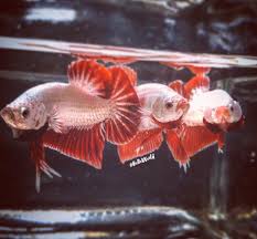 The betta or siamese fighting fish betta splendens is a very beautiful and vies with the highly favored guppy poecilia reticulata and the familiar goldfish carassius auratus for. Bettaworld Saint Paul Minnesota Facebook
