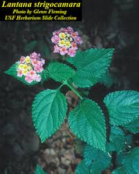 Image result for Lantana tiliifolia