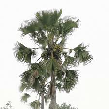 Image result for Raphia australis