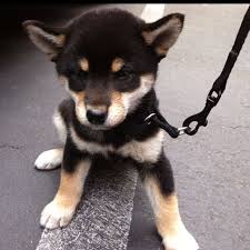 Black And Tan Teacup Shiba Inu Puppy 