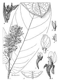 Image result for Magnistipula