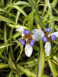 Image result for Neomarica northiana