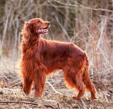Image result for irský setr